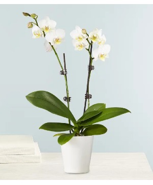 White Phalaenopsis Orchid plant 