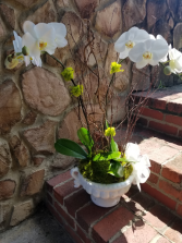 White Phalaenopsis Orchid plant in designer contai Plant
