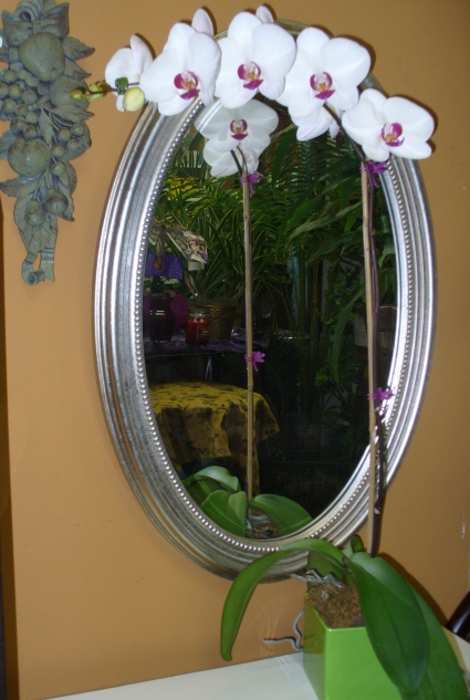 White Phalaenopsis Orchid plant