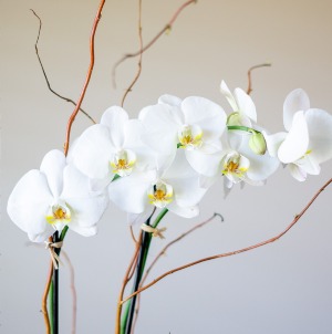 White Phalaenopsis Orchid Potted Plant