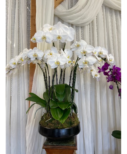 White Pheno orchid  
