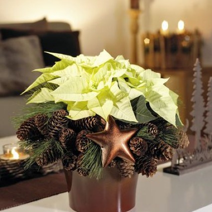  White Pinecone Poinsettia  