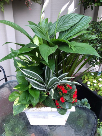 House Plants In A Wooden Box In Danville Ca Danville Florist