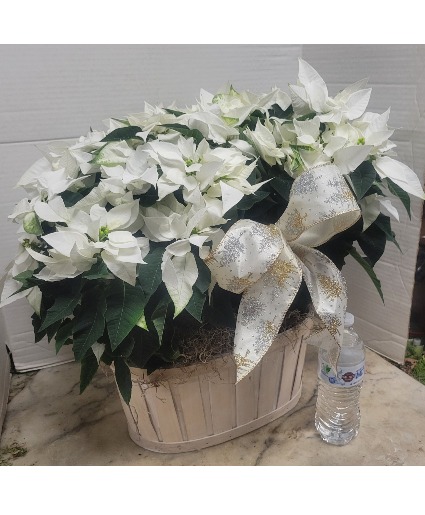 White Poiinsettias Basket