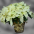 White Poinsettia Blooming Plant