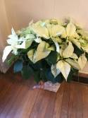 White Poinsettia Plant