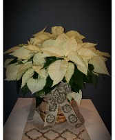 White Poinsettia  