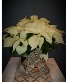 White Poinsettia  