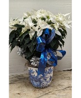 White Poinsettia  