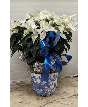 White Poinsettia  
