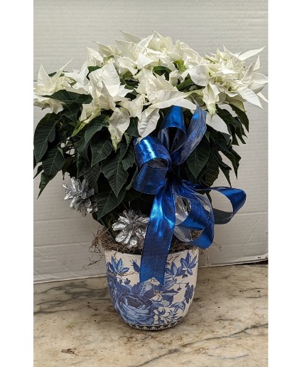 White Poinsettia