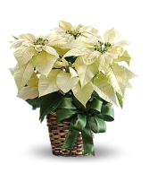 White Poinsettia 