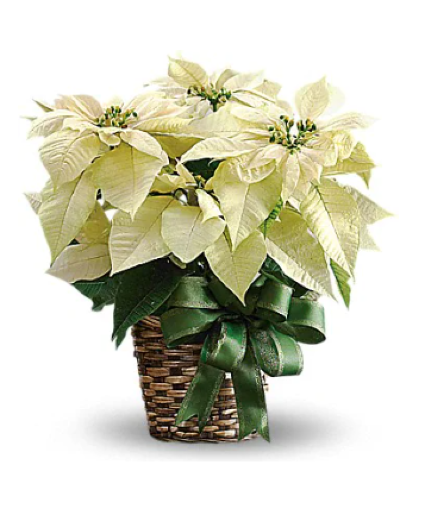 White Poinsettia 
