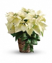 White Poinsettia 