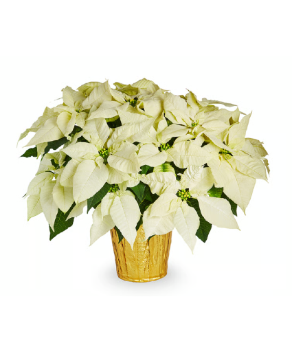 White Poinsettia  