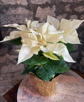 White Poinsettia Blooming Seasonal Plant