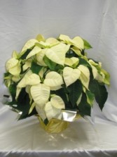 White Poinsettia Blooming Plant