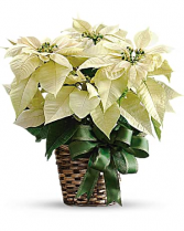 White Poinsettia Bouquet