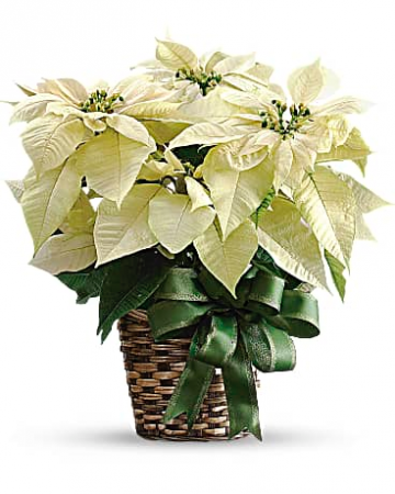 White Poinsettia Bouquet in Jasper, TX | Bobbie's Bokay Florist