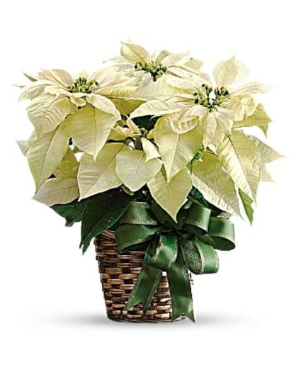 White Poinsettia Christmas