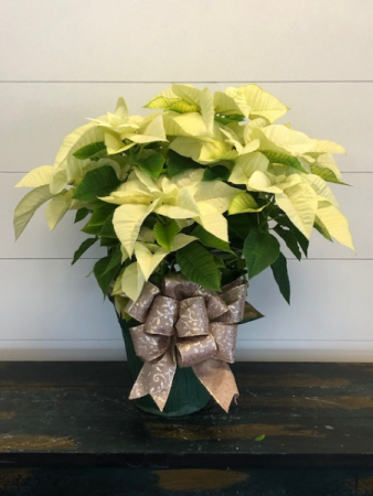 White Poinsettia Christmas Plant