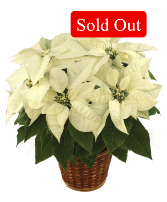 White Poinsettia Flowering Plant