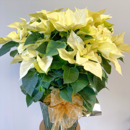 White Poinsettia Holiday Plant