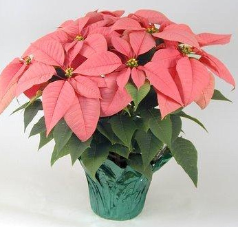 Marble Poinsettia White, Red and Pink Also Available
