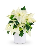 White Poinsettia Plans Plant