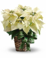 White Poinsettia Plant