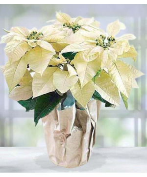 White Poinsettia Plant