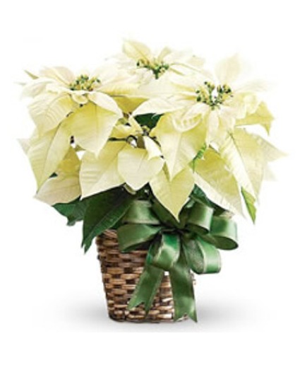 White Poinsettia Plant