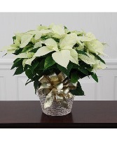 White poinsettia Plant