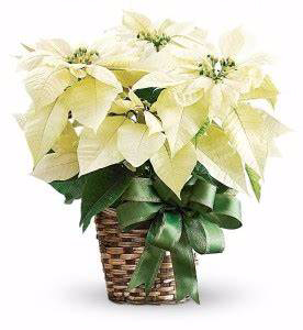 White Poinsettia Plant Basket