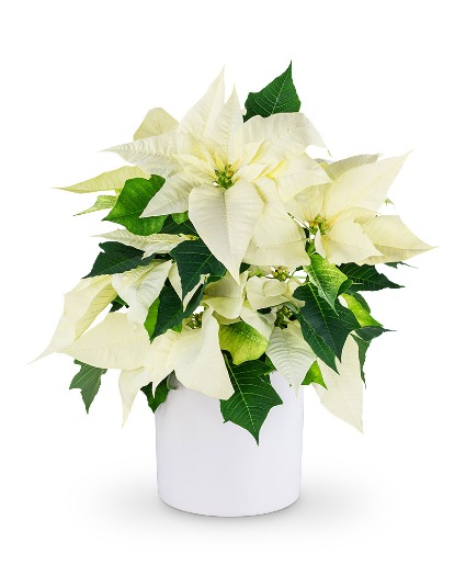 White Poinsettia Plant Flower Arrangement