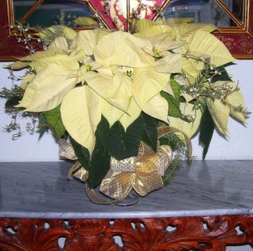 White Poinsettia Plants