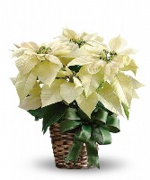 White Poinsettia  Pre Order for next day Delivery 