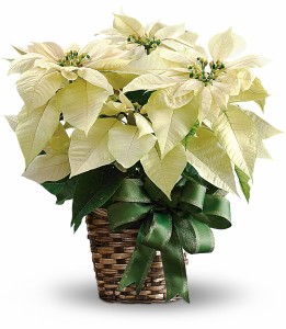 White Poinsettia H1222A