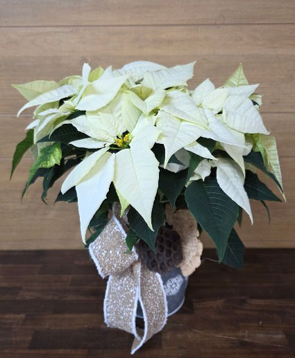 White Poinsettia T&V Original 