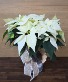 White Poinsettia T&V Original 