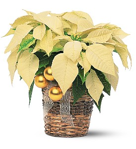 White Pointsetta Plant with Gold Trim Plant
