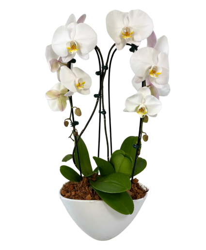 White Potted Cascading Orchid 