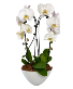 White Potted Cascading Orchid 