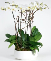 White potted orchids  