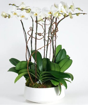 White potted orchids  