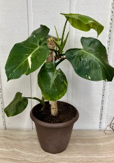 White Prince Philodendron 