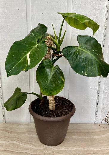 White Prince Philodendron  in Easton, MD | Garden Treasures LLC