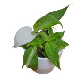 White Princes Philodendron Plant