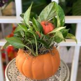The Great Pumpkin  Green Plant Arrangement 