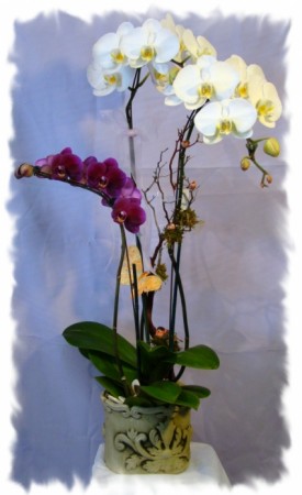 WHITE &PURPLE PLANT